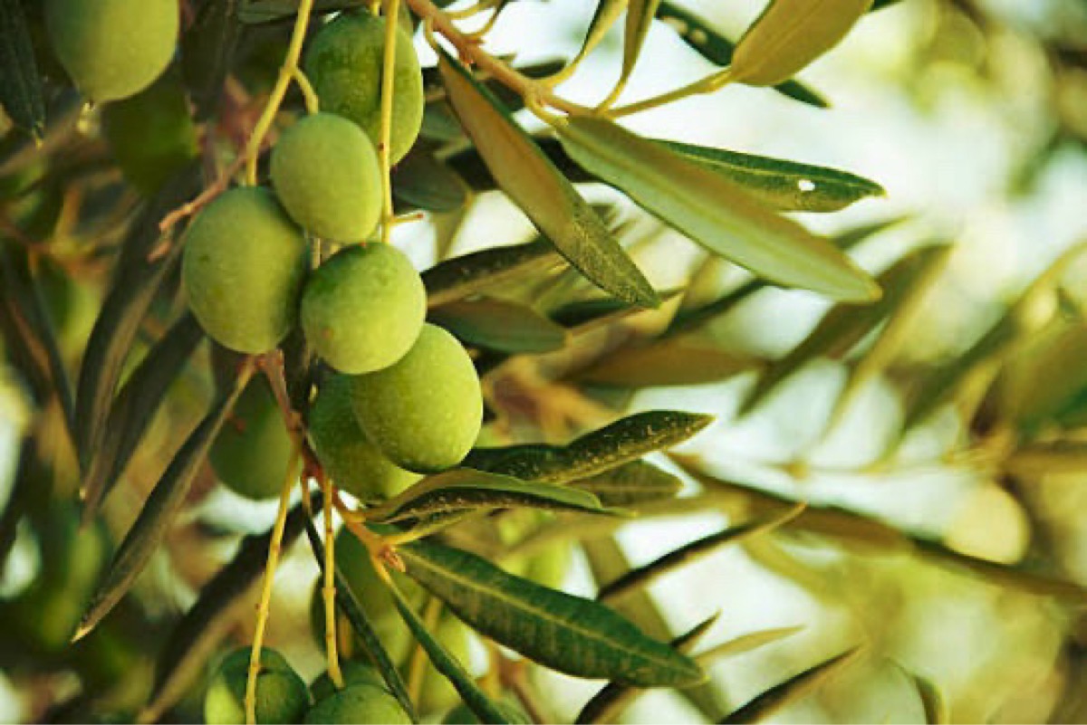 Aceites Ferrer