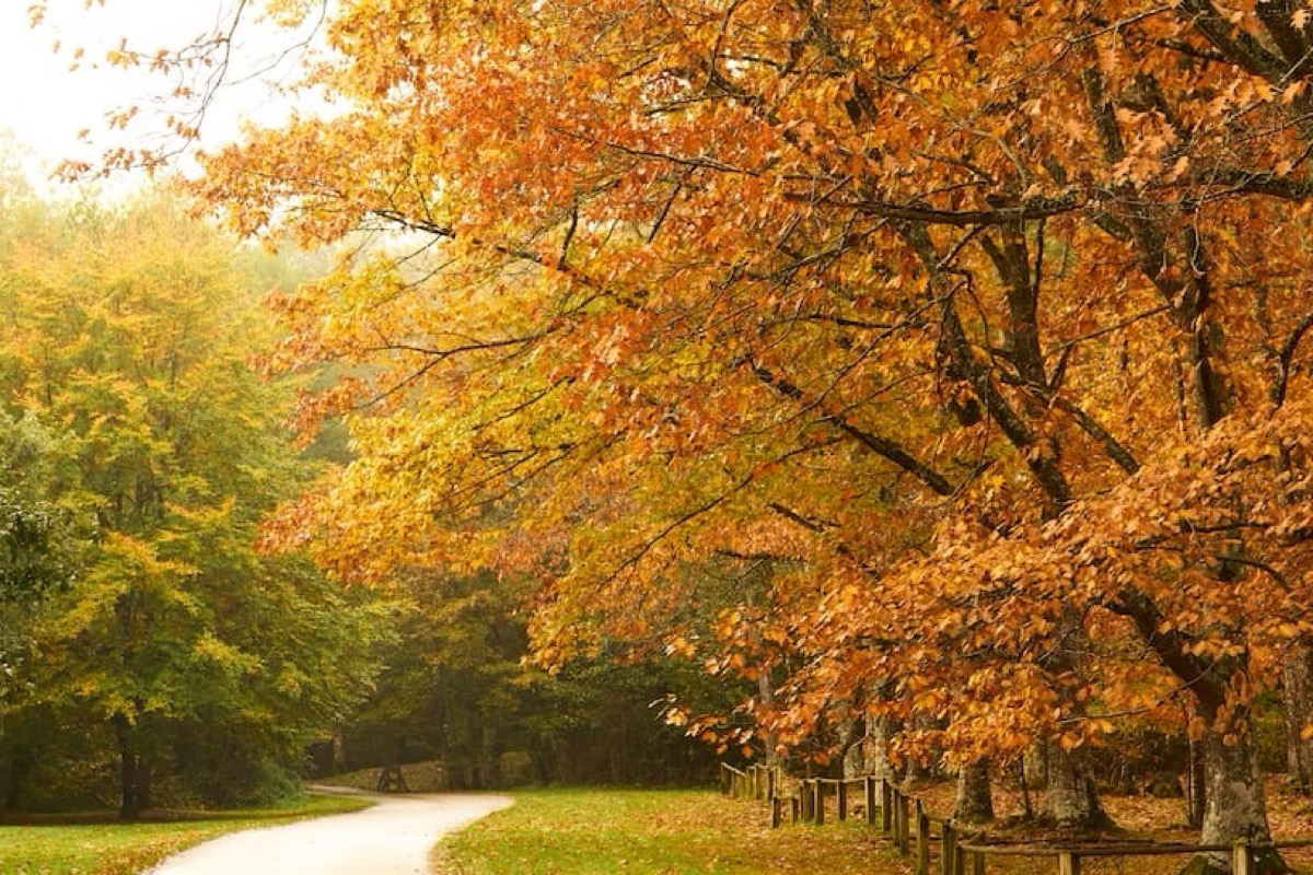 Jornadas Culturales de Otoño