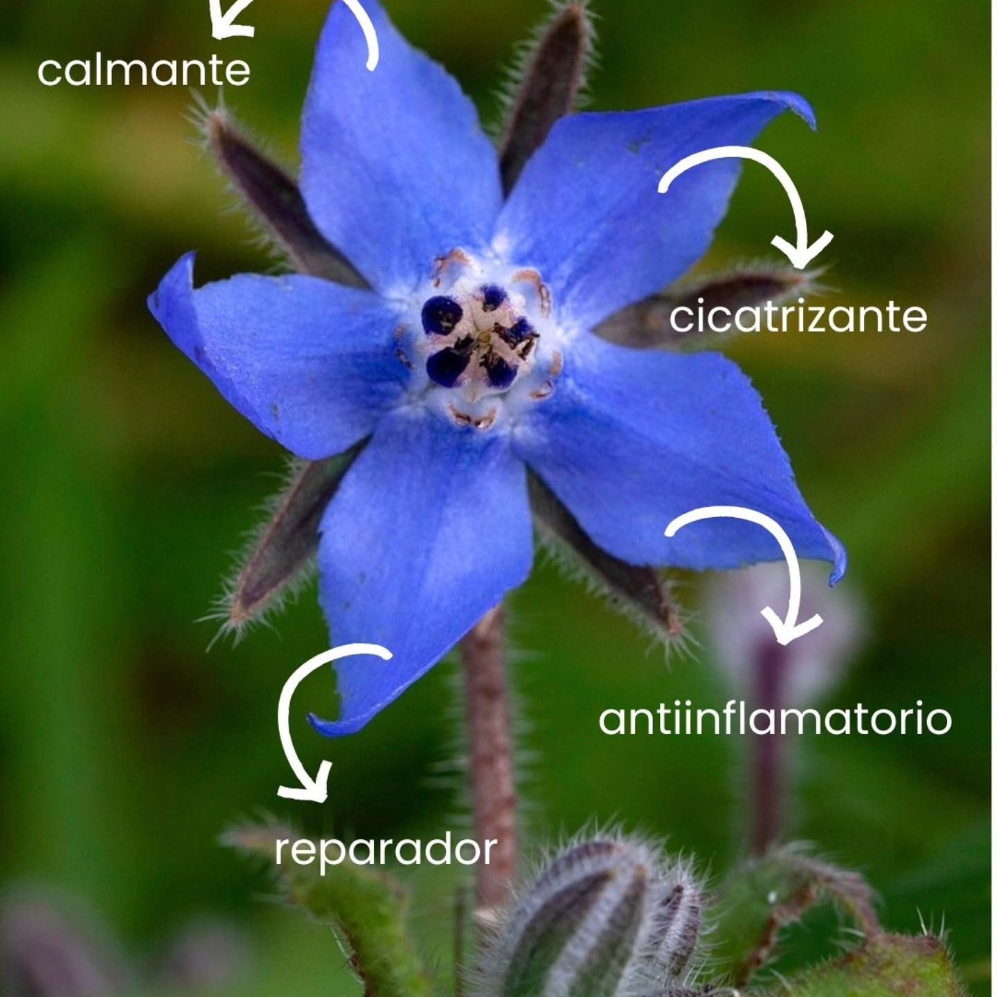 🌿 El aceite de Borraja: El salvavidas para la Piel Atópica 🌿