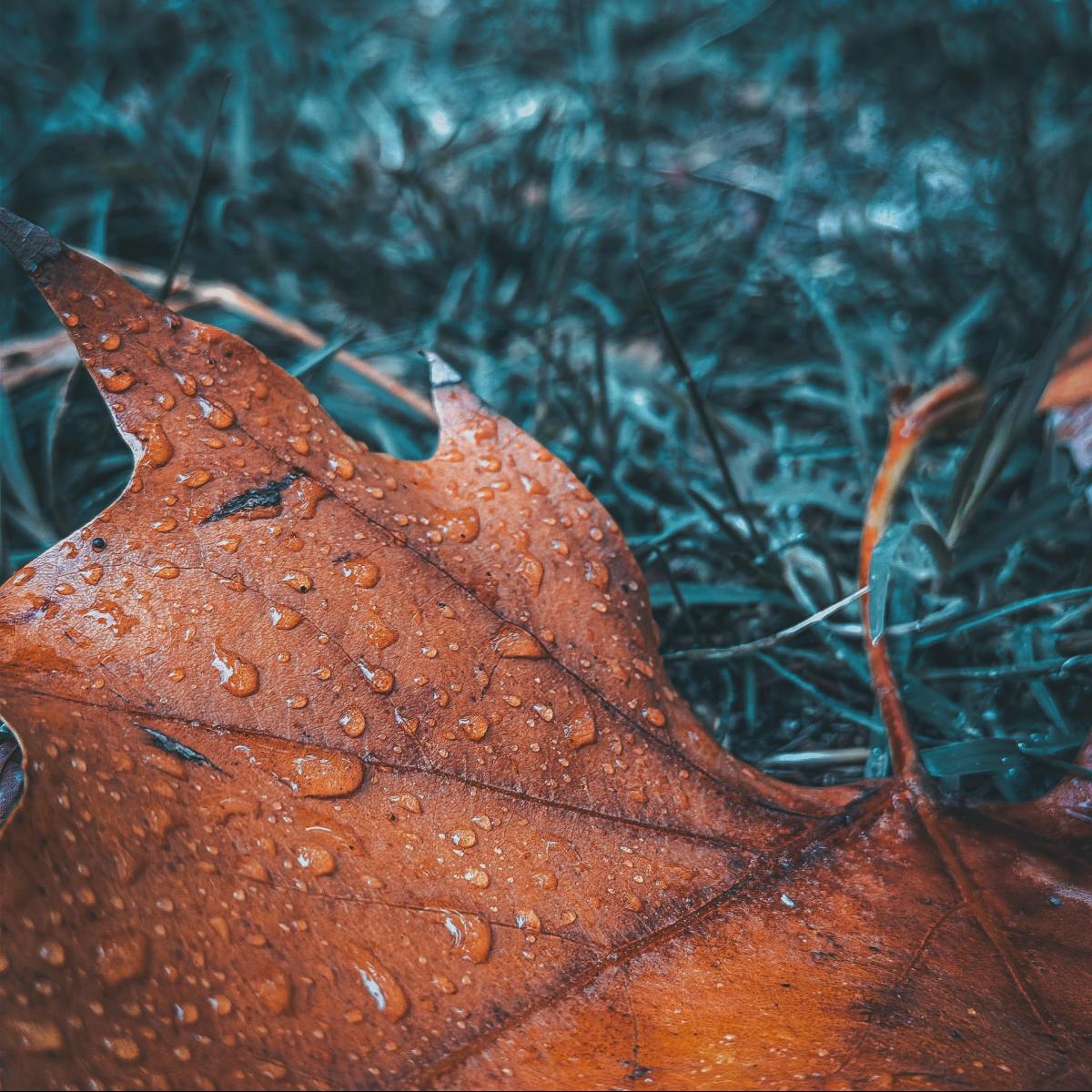 #otoño2026 #lluvas #outonoencantado#octuber #vibe